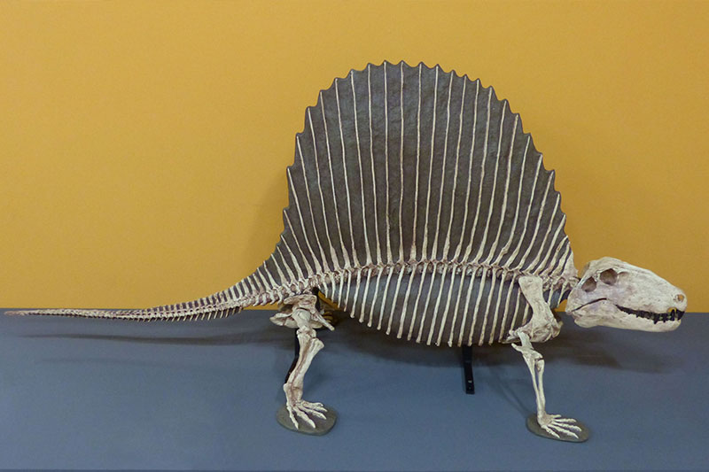 rem mannheimn reiss engelhorn museen dinosuarier dimetrodon
