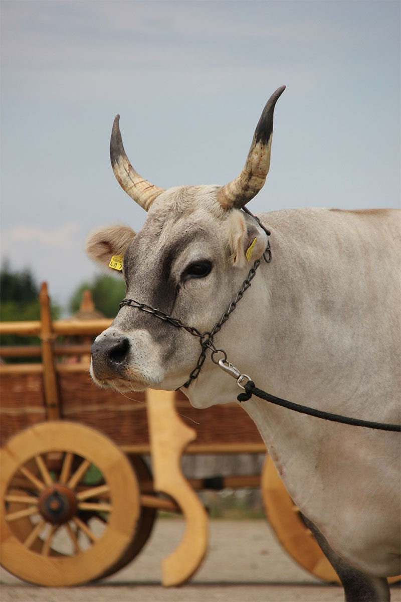 kloster lorsch lauresham unesco weltkulturerbe frelichtmuseum schloesser hessen 