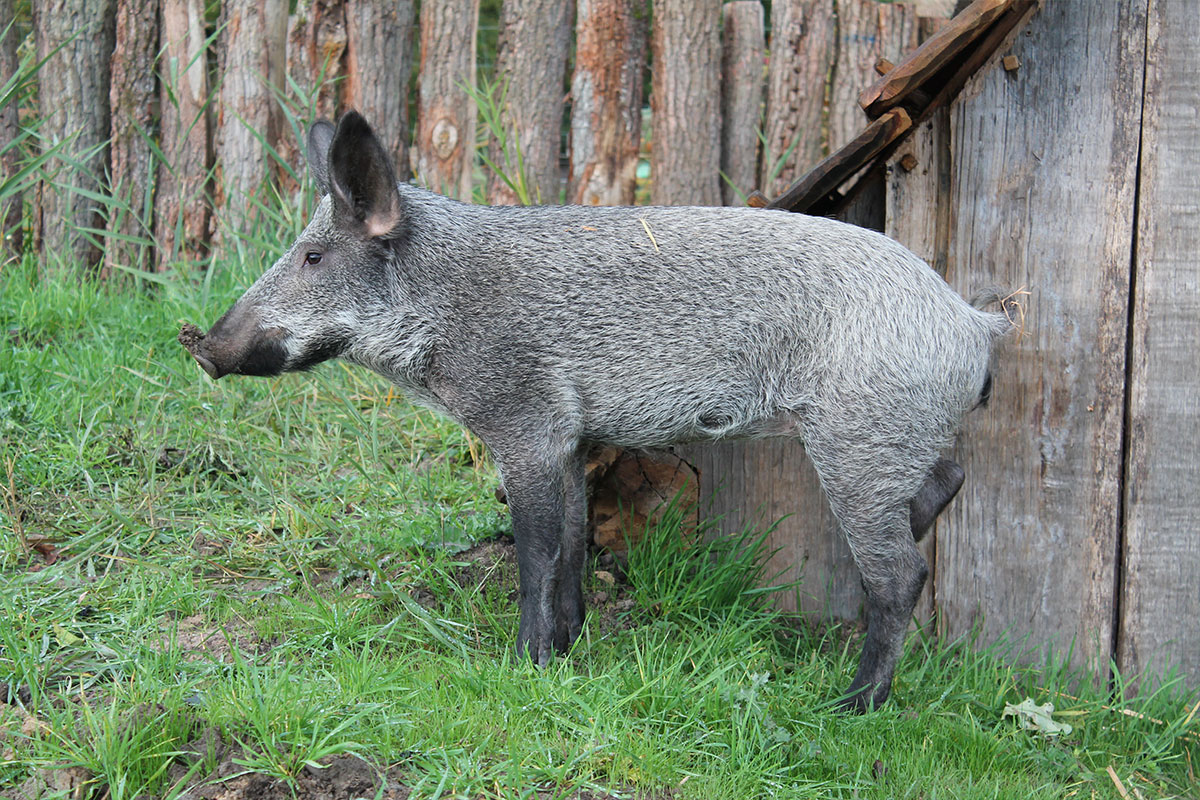 kloster lorsch lauresham unesco weltkulturerbe frelichtmuseum schloesser hessen 