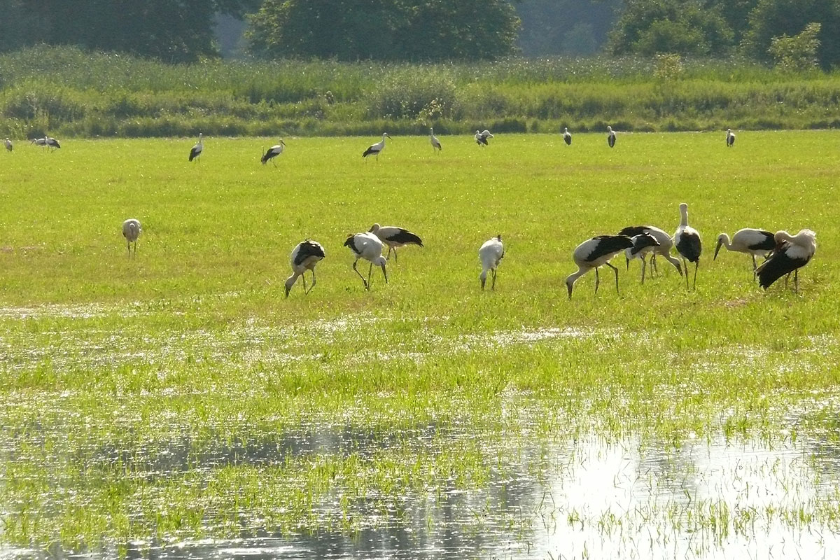 unesco kulturerbe queichwiesen südpfalz störche