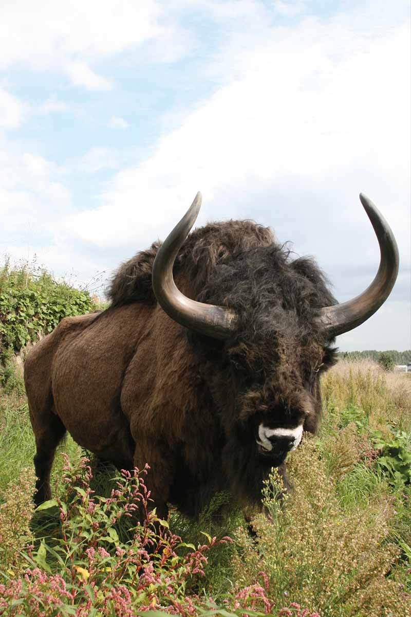 eiszeit safari rem reiss engelhorn museen steppenbison